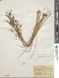 Juncus brevicaudatus image