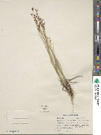 Juncus brevicaudatus image