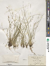 Juncus brevicaudatus image