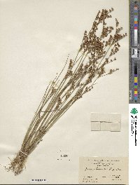 Juncus brevicaudatus image