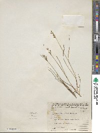 Juncus brevicaudatus image