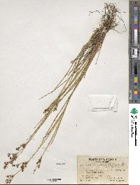 Juncus brevicaudatus image