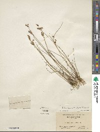 Juncus brevicaudatus image