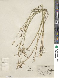 Juncus brevicaudatus image