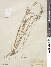 Juncus brevicaudatus image