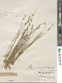 Juncus brevicaudatus image