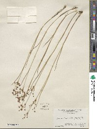 Juncus brevicaudatus image