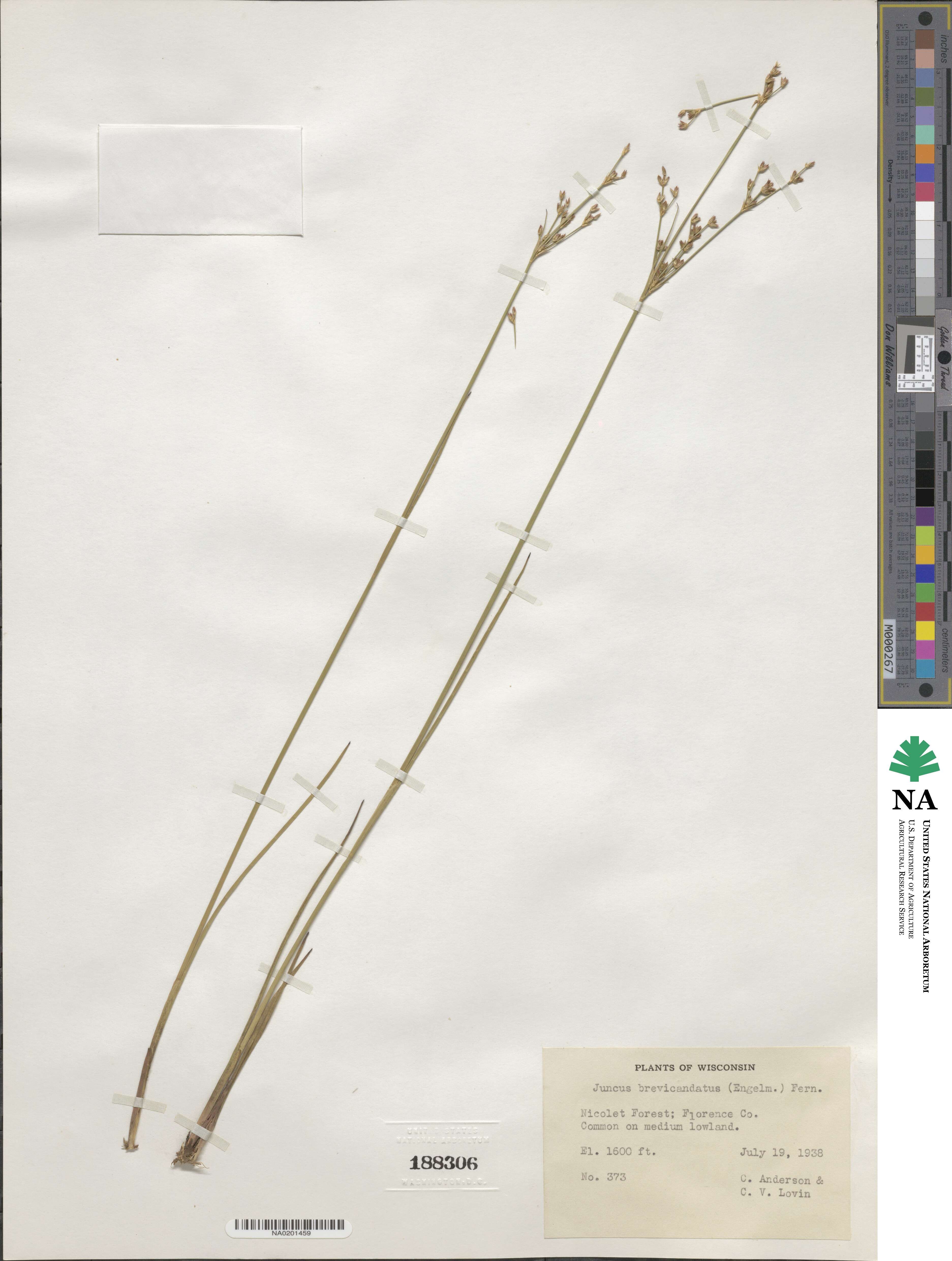 Juncus brevicaudatus image