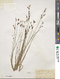 Juncus brevicaudatus image