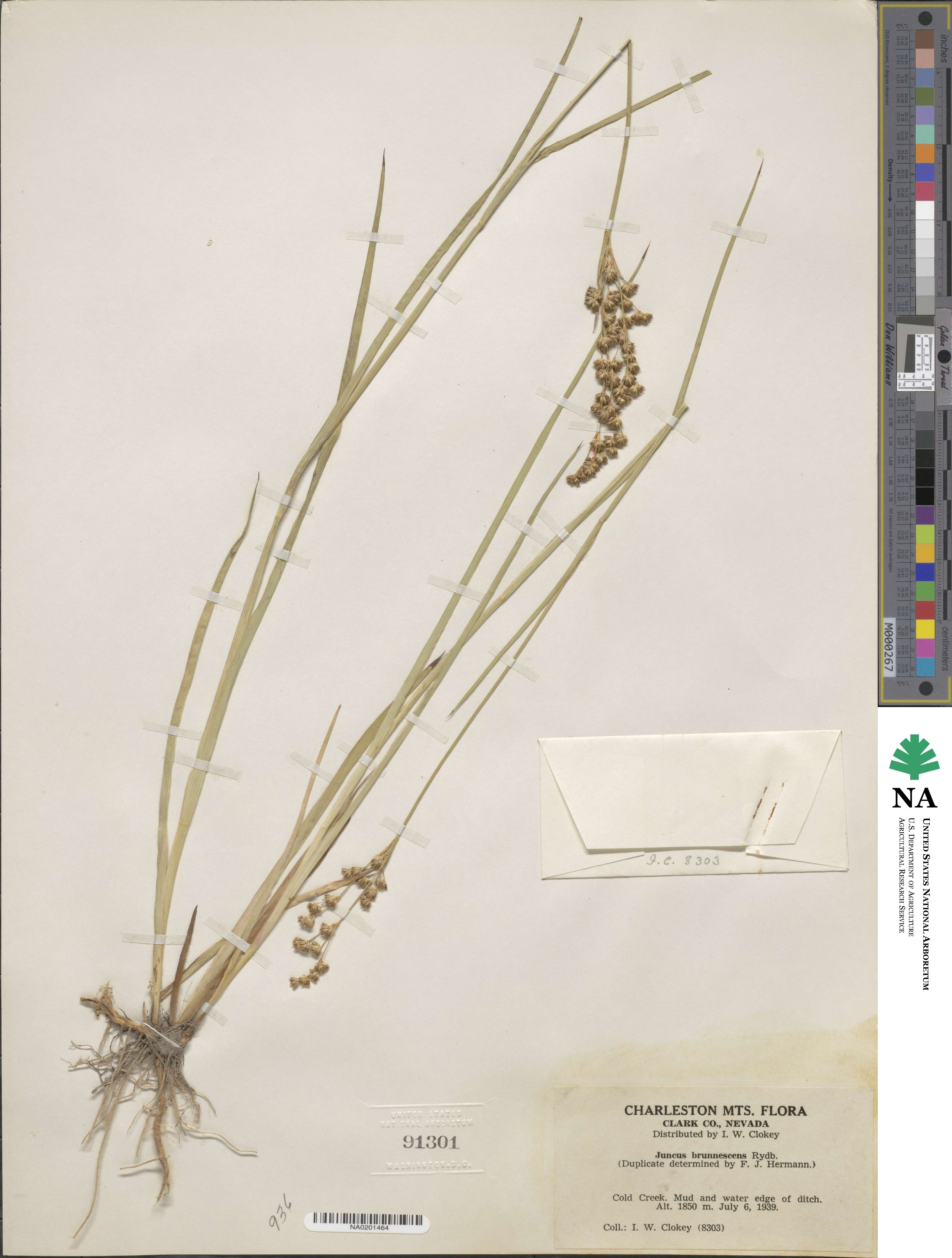 Juncus saximontanus image