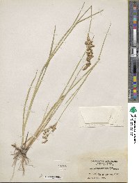 Juncus saximontanus image