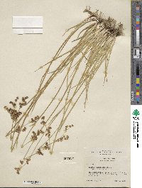 Juncus saximontanus image