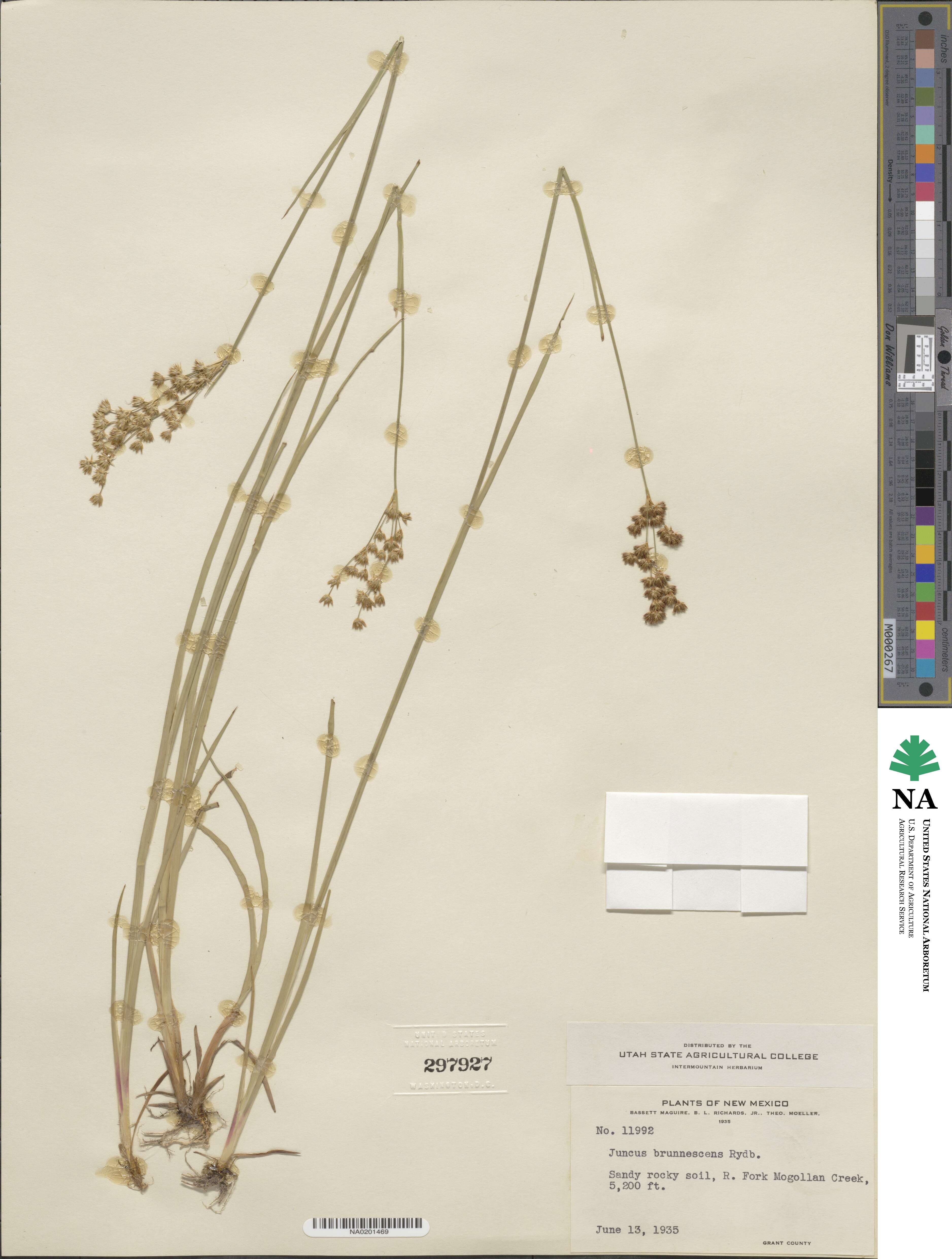 Juncus saximontanus image