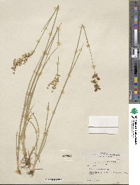 Juncus saximontanus image