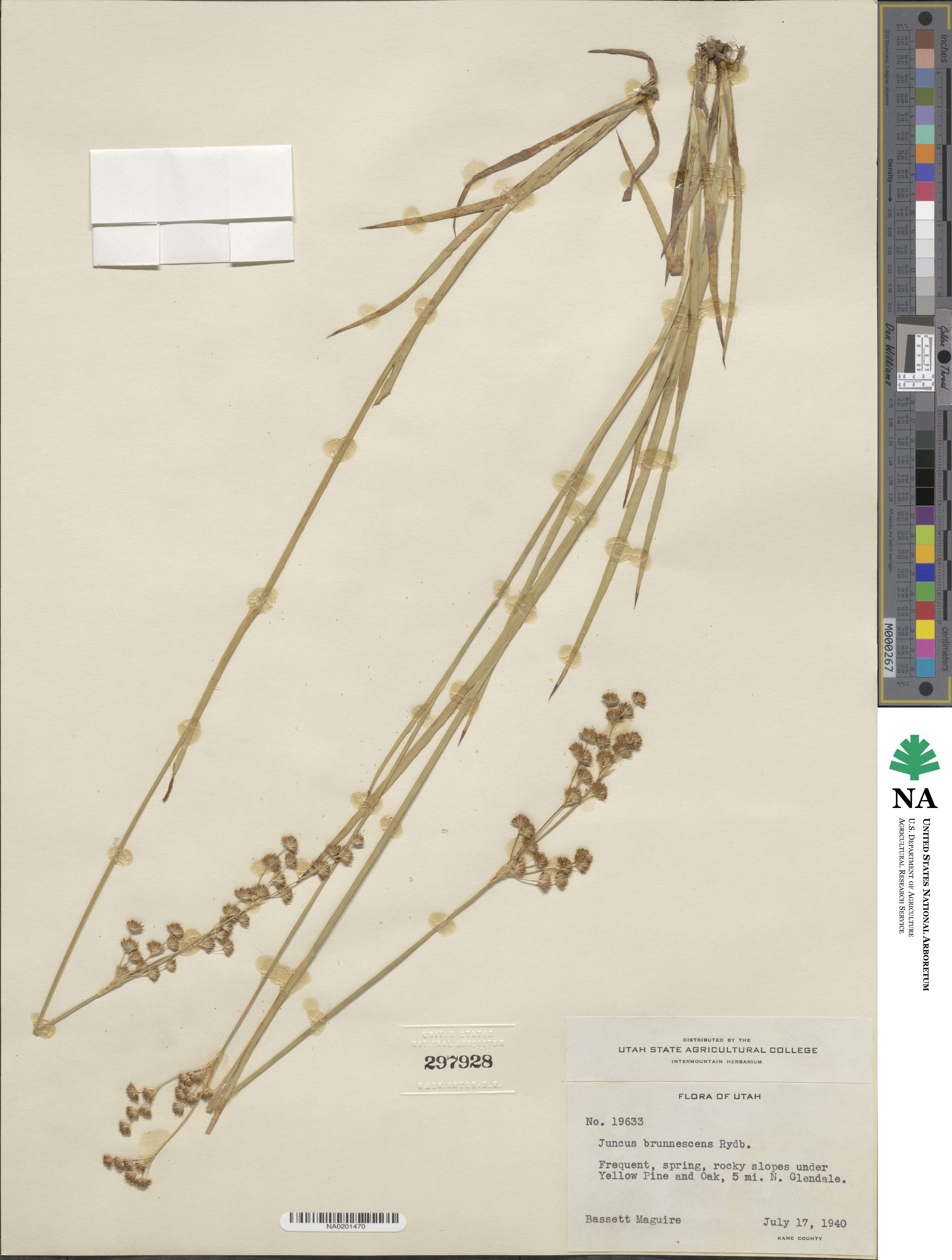 Juncus saximontanus image