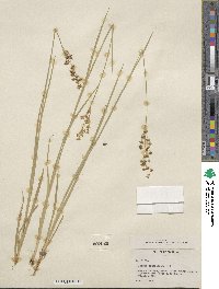 Juncus saximontanus image