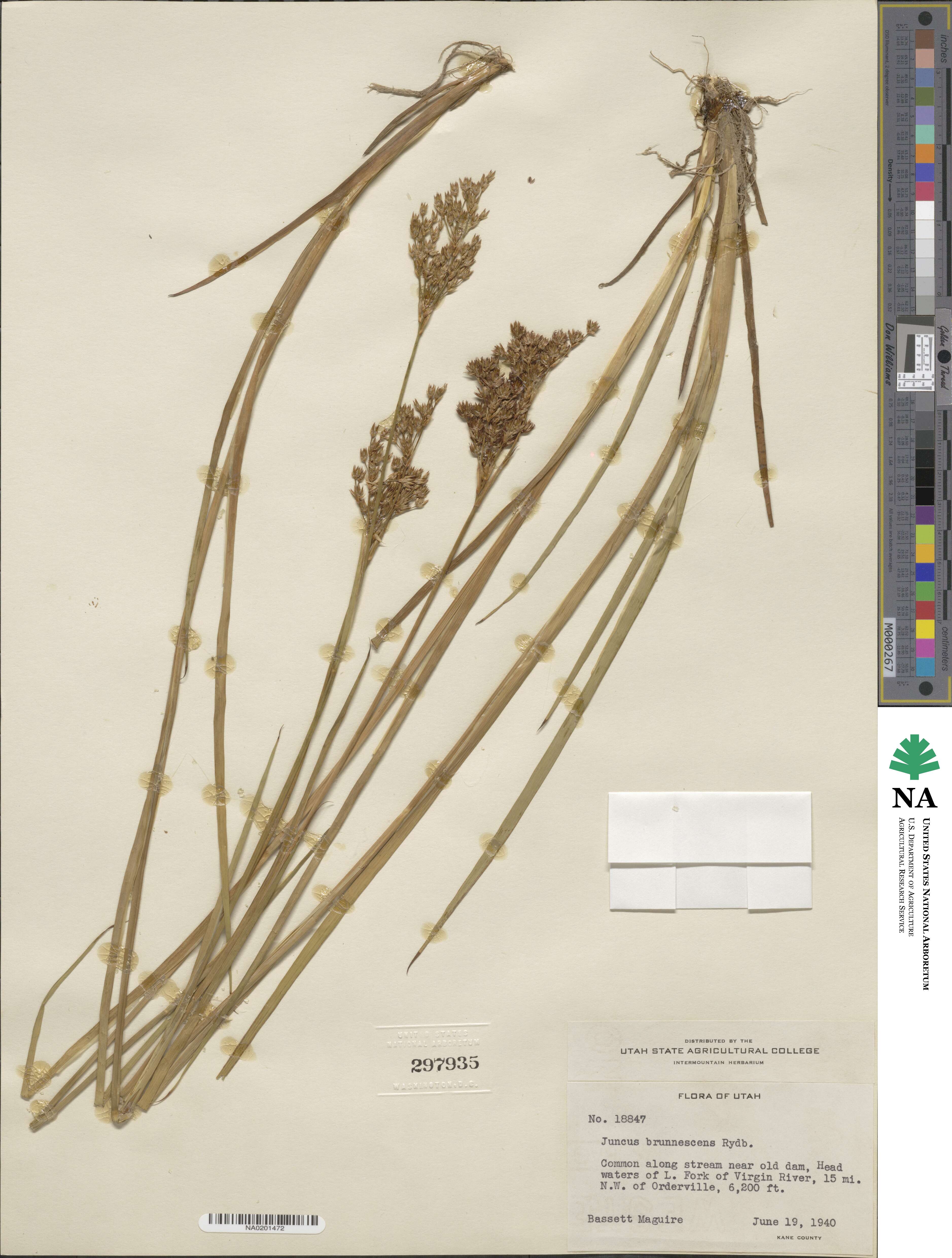 Juncus saximontanus image