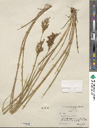 Juncus saximontanus image