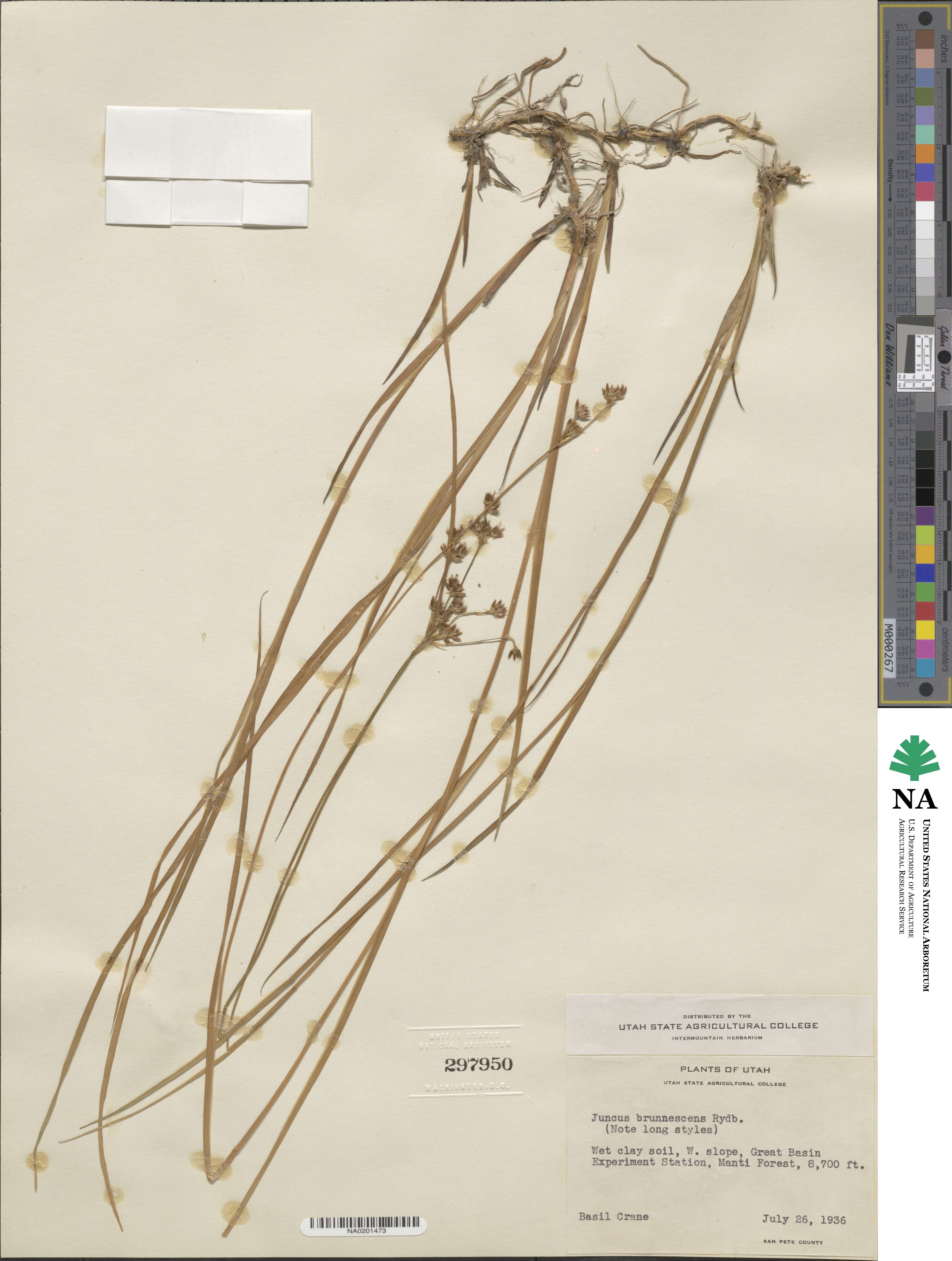 Juncus saximontanus image