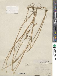 Juncus saximontanus image