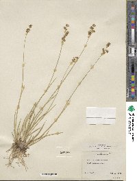 Juncus saximontanus image