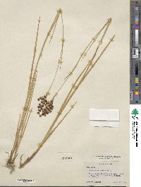 Juncus saximontanus image