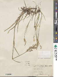 Juncus saximontanus image