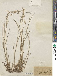 Juncus saximontanus image