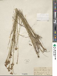 Juncus canadensis image