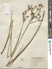 Juncus canadensis image