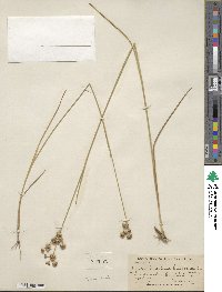 Juncus canadensis image