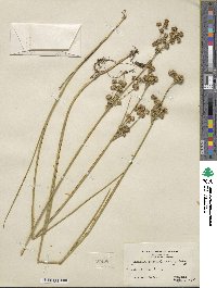 Juncus canadensis image