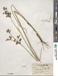 Juncus canadensis image