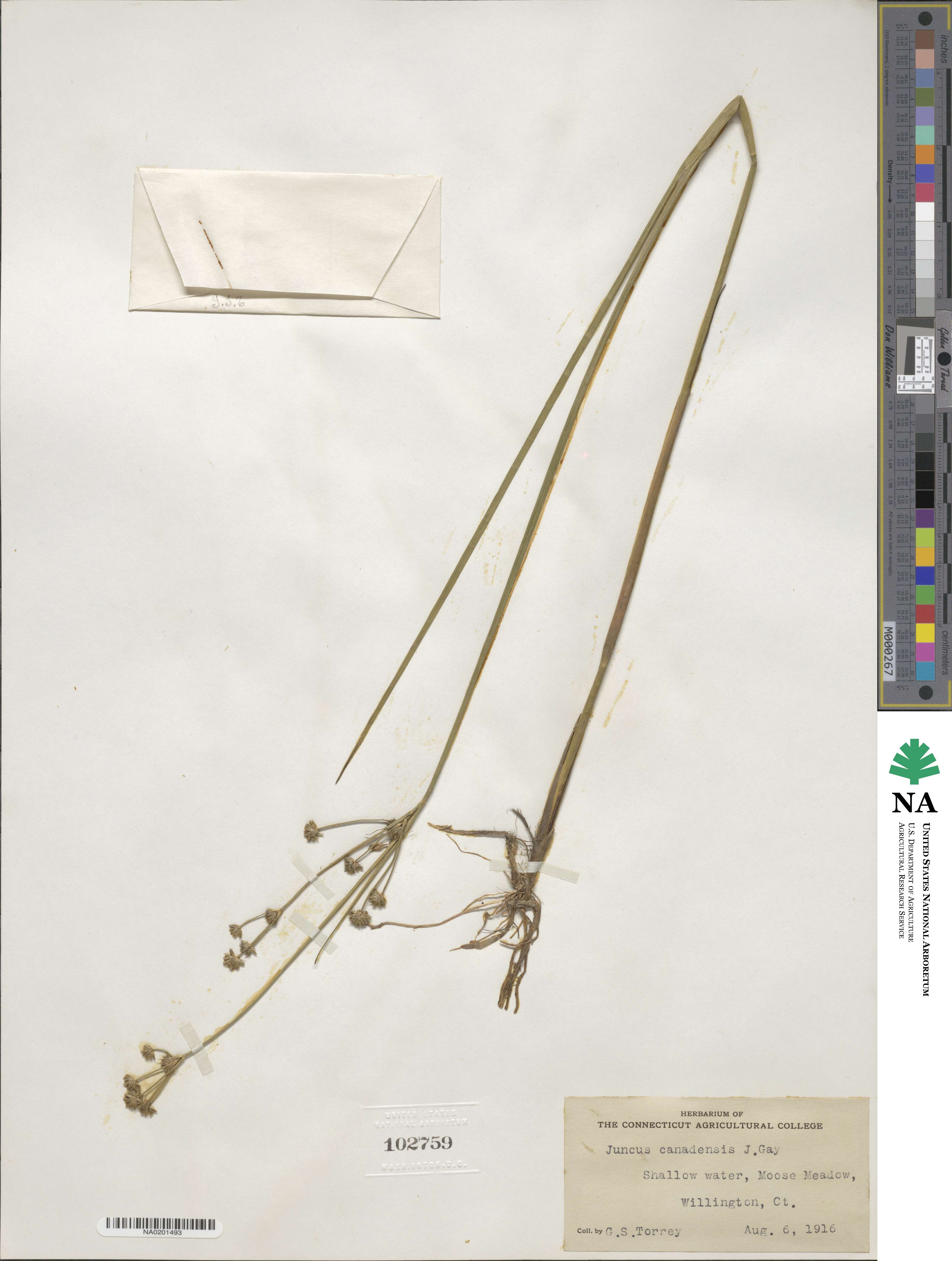 Juncus canadensis image