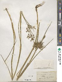 Juncus canadensis image