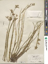 Juncus canadensis image