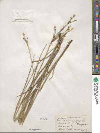 Juncus canadensis image