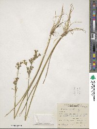 Juncus canadensis image