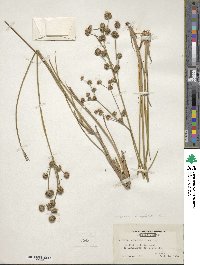 Juncus canadensis image