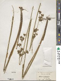 Juncus canadensis image