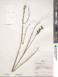 Juncus canadensis image