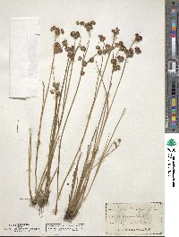 Juncus canadensis image