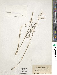 Juncus canadensis image