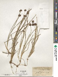 Juncus canadensis image