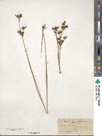 Juncus canadensis image