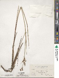 Juncus canadensis image