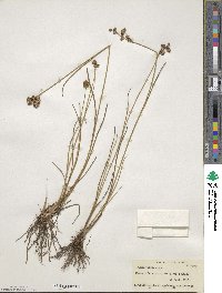 Juncus canadensis image