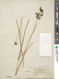 Juncus canadensis image