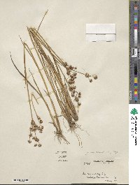 Juncus canadensis image