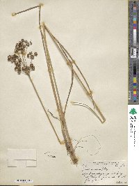 Juncus canadensis image